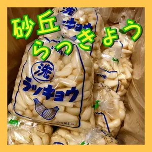 【鳥取県産】らっきょう 洗いらっきょう 鳥取 砂丘らっきょう らっきょ
