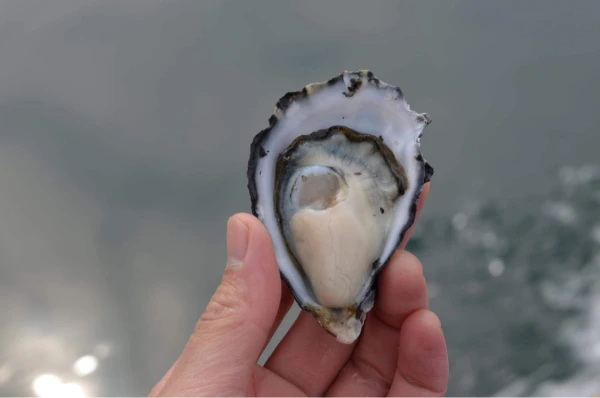 大入島オイスター❗️　シングルシード真牡蠣　