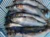 活〆春ニシン