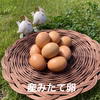 【期間限定】チルド便・新鮮・訳あり・八ヶ岳のおいしい平飼い卵