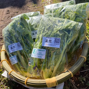 菜花100g×6袋セット☆有機JAS認証