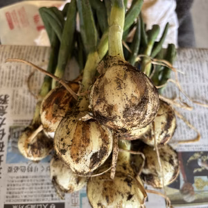 【旬野菜セット】春のかき揚げに！ねぎ坊主＋極早生新玉ねぎ＋人参（箱込み約2kg）