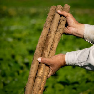 テレビ出演記念　花を肥料に作ったお野菜セット　コンパクト便