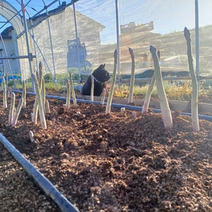 春パラガス 標準サイズ(L,2L)1キロ