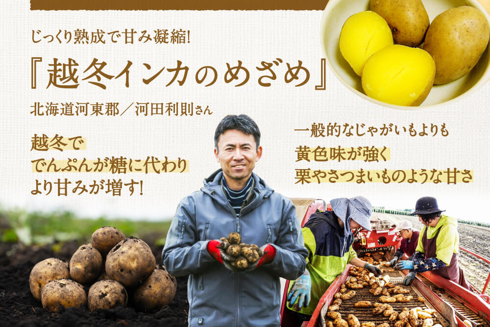 ☆期間中農薬不使用☆プチ じゃがいも インカのめざめ - 野菜