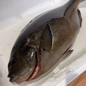 【魚突き】捕獲動画あり　メジナ2.7kg鱗、下処理済み