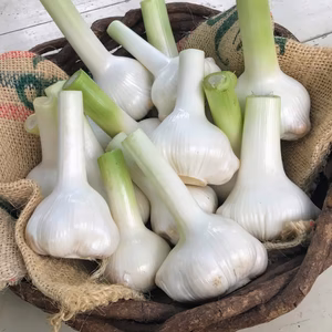 特大サイズ❗️【国産】ジャンボニンニク