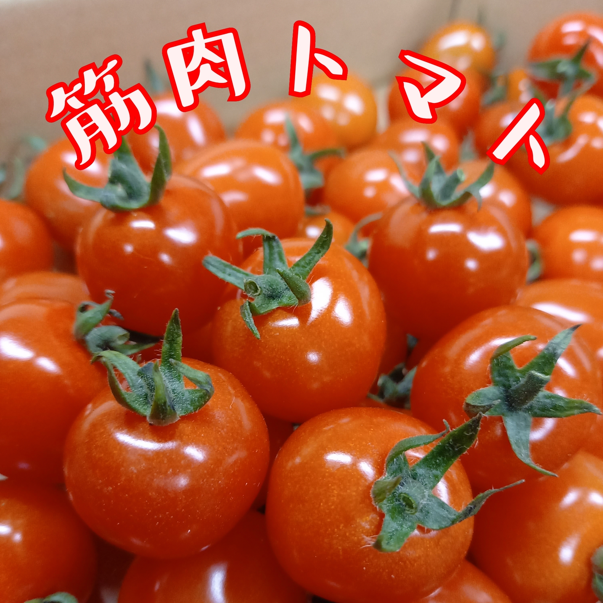 夏秋ミニトマト 爽やかでフレッシュな味わい 筋肉トマト 農家漁師から産地直送の通販 ポケットマルシェ