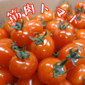 夏秋ミニトマト★爽やかでフレッシュな味わい!!筋肉トマト♪♪