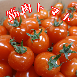 夏秋ミニトマト★爽やかでフレッシュな味わい!!筋肉トマト♪♪
