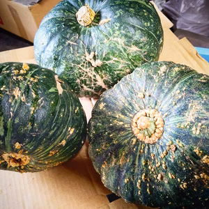 加工用！春かぼちゃ2個(1玉約2キロ）