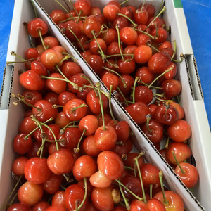 数量限定！！(訳あり品)(コスパ最高)(山形県産)　さくらんぼ　美味しいです！