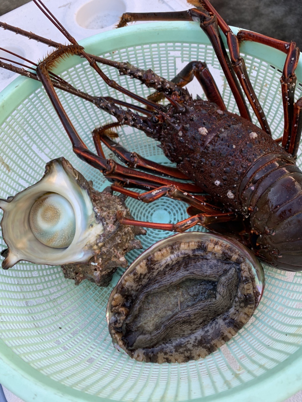 贅沢海鮮セット 天然物 伊勢海老１キロ 鮑0 5キロ サザエ 0 5キロ おさむ商店 農家漁師直送のポケットマルシェ