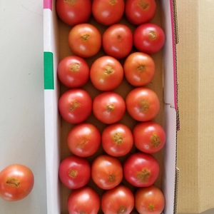 我が園の秋の桃太郎トマト！2キロ箱！少々訳あり！