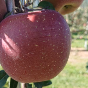 信州安曇野から「サンふじ」安曇野のこだわりを！