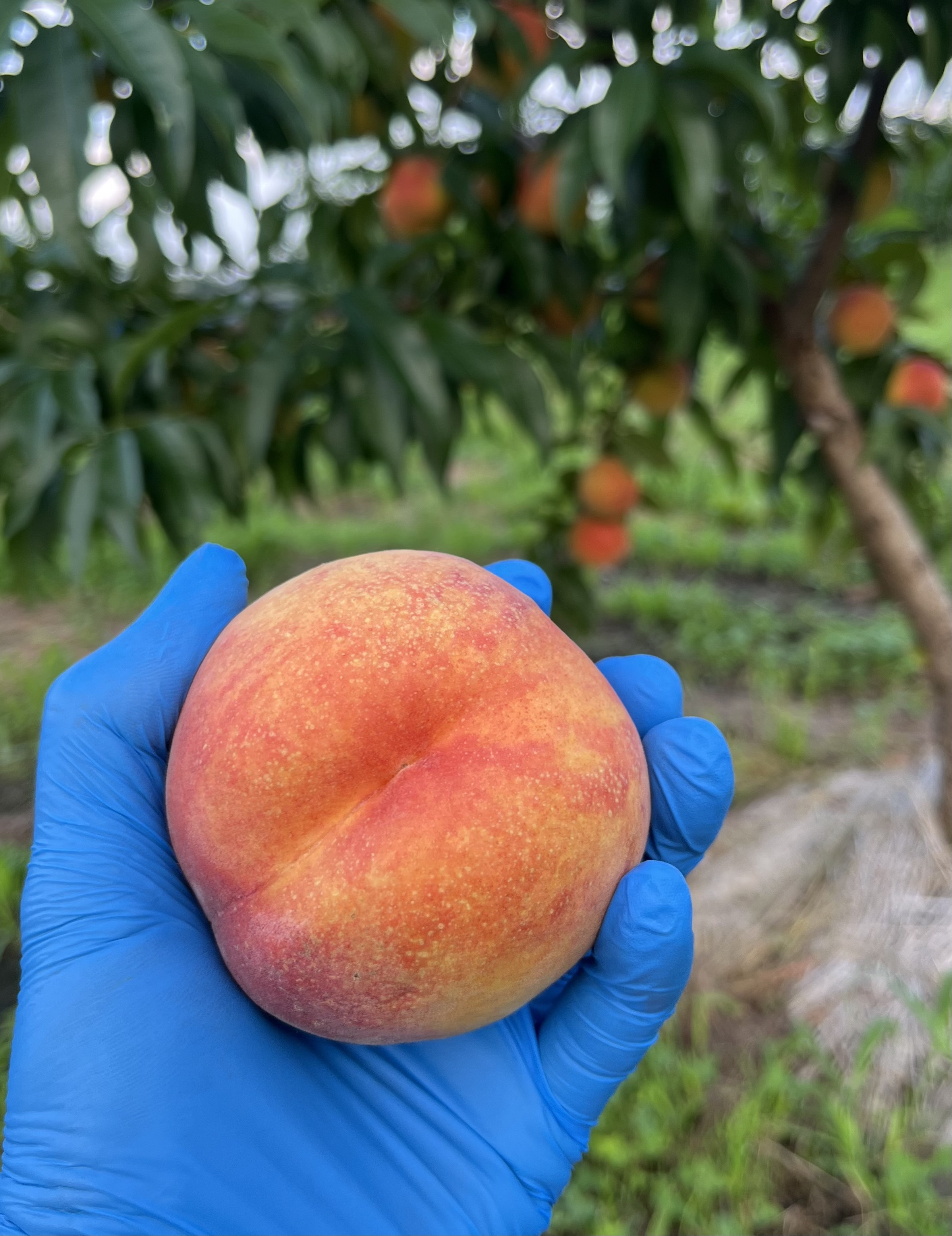 ネクタリンの産直通販・お取り寄せ商品｜ポケットマルシェ｜産地直送で