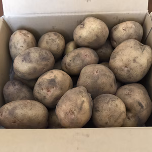 鳥取、大山山麓黒ボク土で育ったホクホクのキタアカリとメークイン