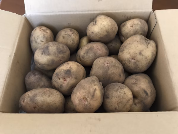 鳥取、大山山麓黒ボク土で育ったホクホクのキタアカリとメークイン