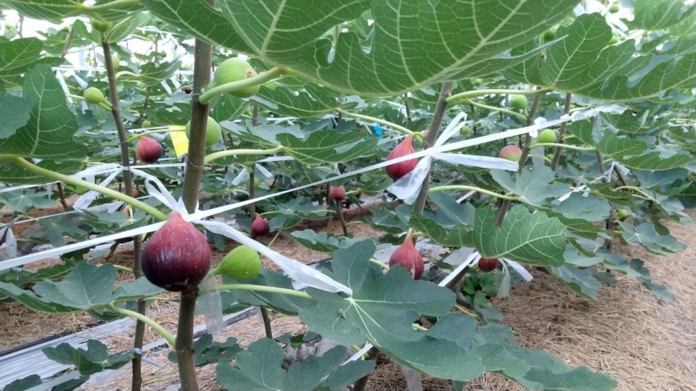 自家栽培 産地直送 甘くて美味しい完熟いちじく 桝井ドーフィン １２個入り 農家漁師から産地直送の通販 ポケットマルシェ