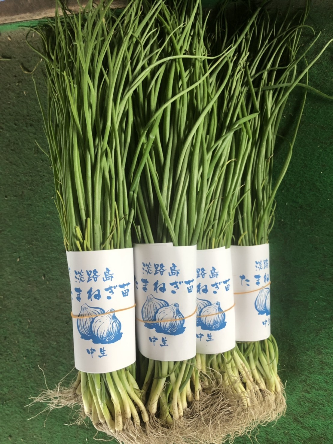 淡路島産 玉ねぎ苗 1束 50本 中生 ターザン｜野菜の商品詳細｜ポケット