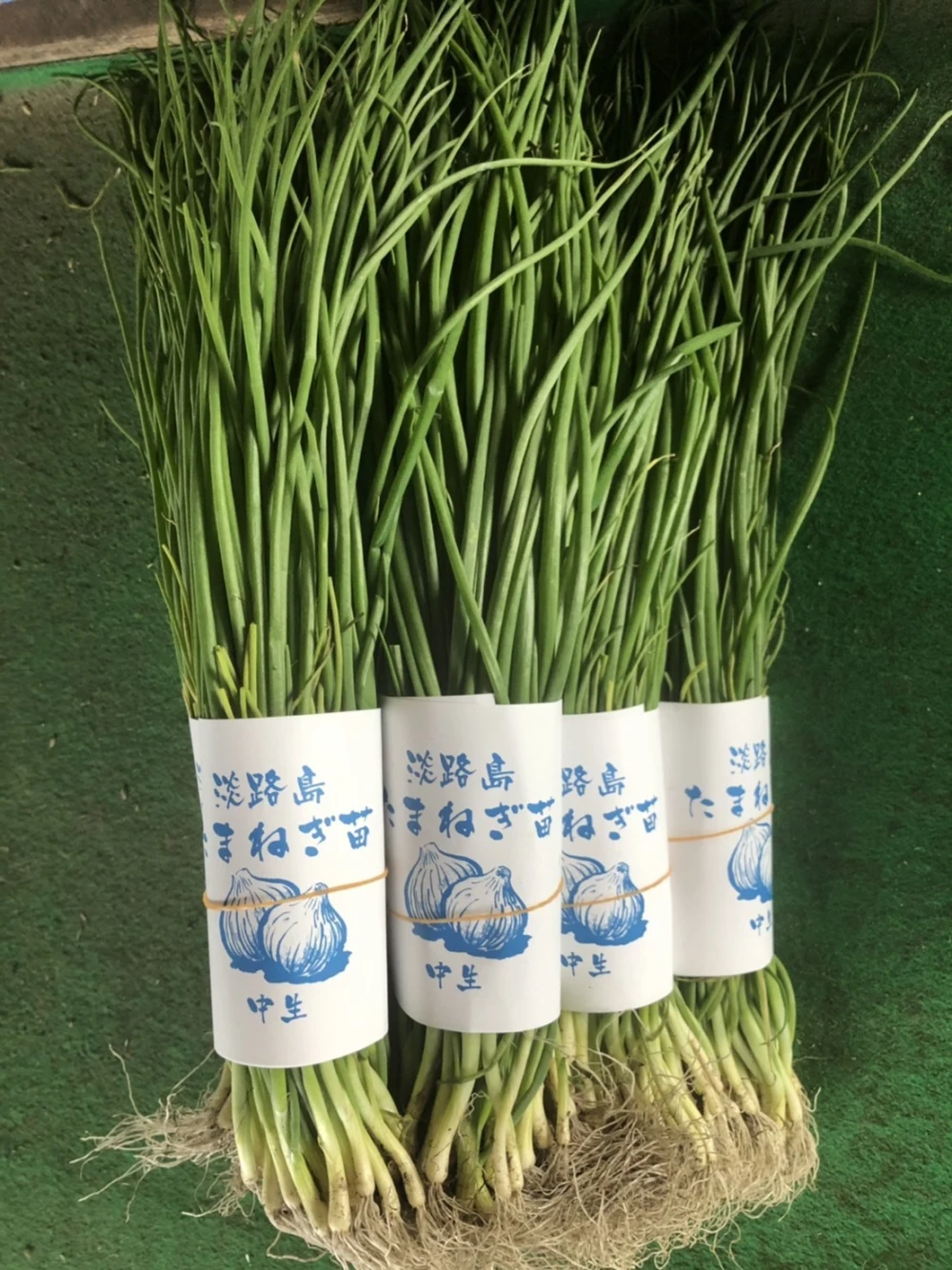 淡路島産玉ねぎ苗 50本 - 野菜