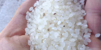 真っ白キレイなお米は美味しい？