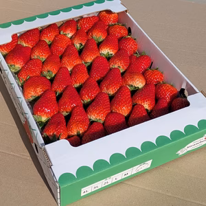 完熟紅ほっぺ　１kg サイズ混合（Lサイズ～４Lサイズ）