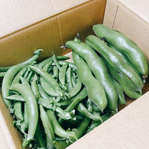 【収穫即日発送】スナップエンドウ500g、ソラマメ500gセット