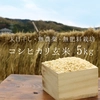 《お歳暮》2020年産 コシヒカリ玄米5kg【無農薬・無肥料・天日干し】