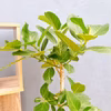 【在庫販売】　フィカス　ゴムの木　ベンガレンシス　曲り　インテリアグリーン