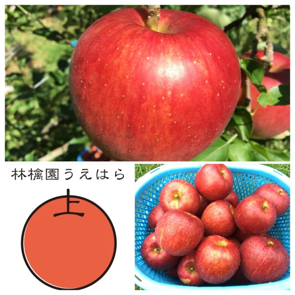 ◎9月発送【りんご早生の定番！】家庭用　サンつがる  3kg