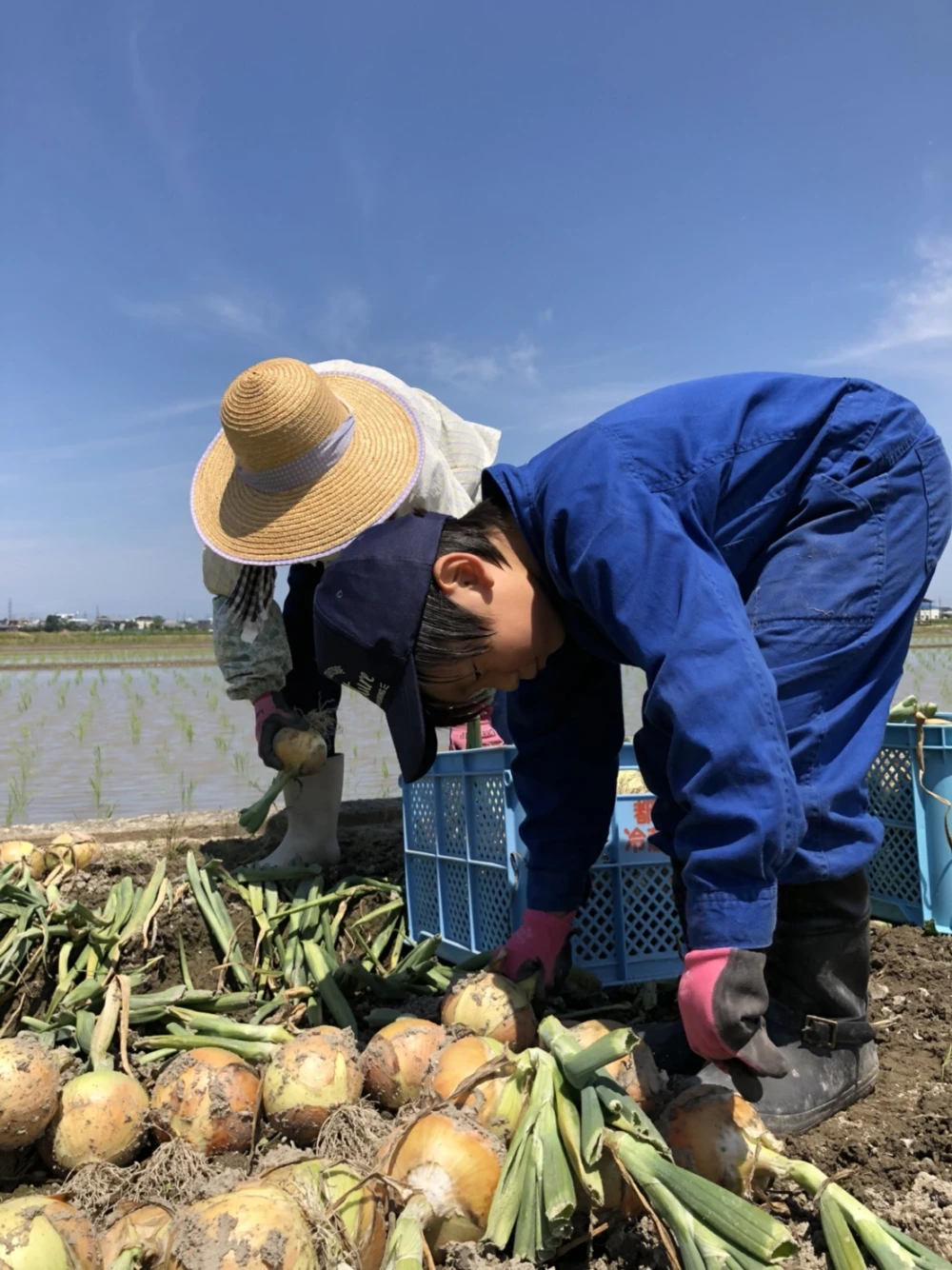 淡路島産ソルティ玉ねぎ5キロ