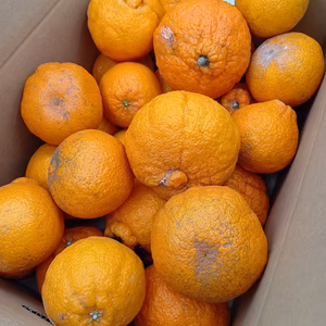 不知火（わけあり・加工用）