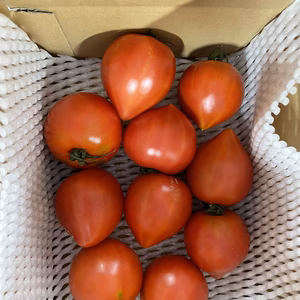 【トマトのキング】ルネッサンス1.5キロ