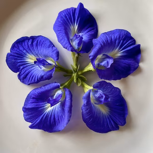 有機バタフライピー〈ドライ〉