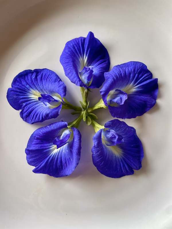 有機バタフライピー〈ドライ〉