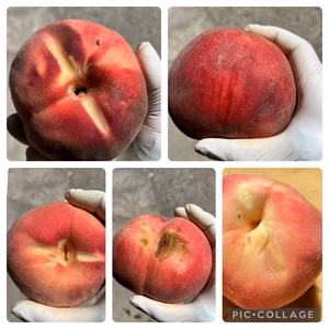 ヨシヒコの桃(訳ありver.3キロ箱使用)→なつっこから幸茜まで