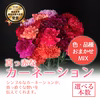 【恋するカーネーション】真っ赤なカーネーションの束★おまけ付き