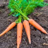 2kg農薬不使用の美味しいニンジン！子供が食べる！お酒進む！おいしいｽﾑｰｼﾞｰ