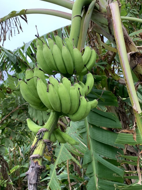 〔無農薬〕寛尚ファームで採れたバナナ1kg