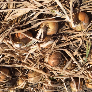 最北大地の機能性玉ねぎ（ケル玉）サイズ（M.L.L大混合）