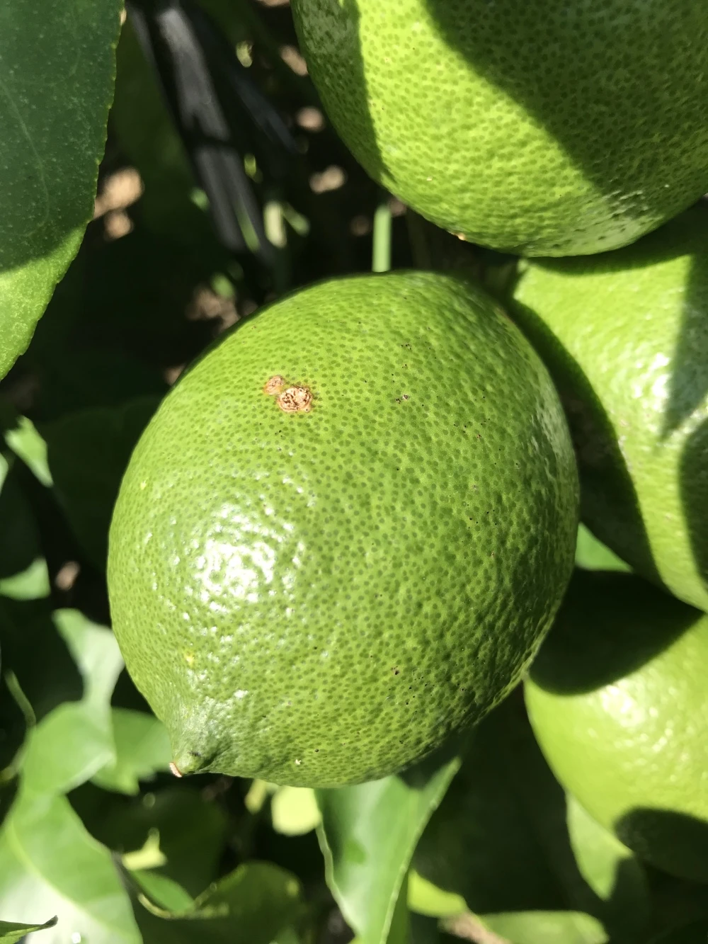 太陽の恵みを育んだ　当園人気のグリーンレモン 訳あり品 約1.5kg