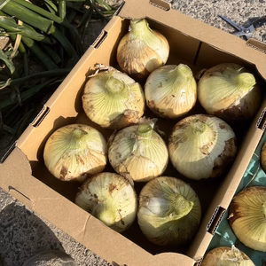 新玉ねぎのたまてばこ『玉笑ちゃん』9個