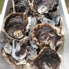 夏のギフトに！濃厚大ぶり『岩牡蠣』Mサイズ10個　生食用 五島列島