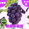 ◯9月上旬販売開始◯【家庭用】巨峰・2.0kg・3~4房