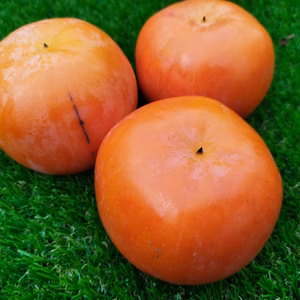 ◯自家用◯和歌山県産富有柿・お味見1.8kg◯送料無料