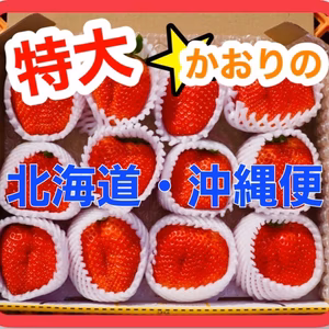 ★超甘い★新鮮朝採り！特大いちご