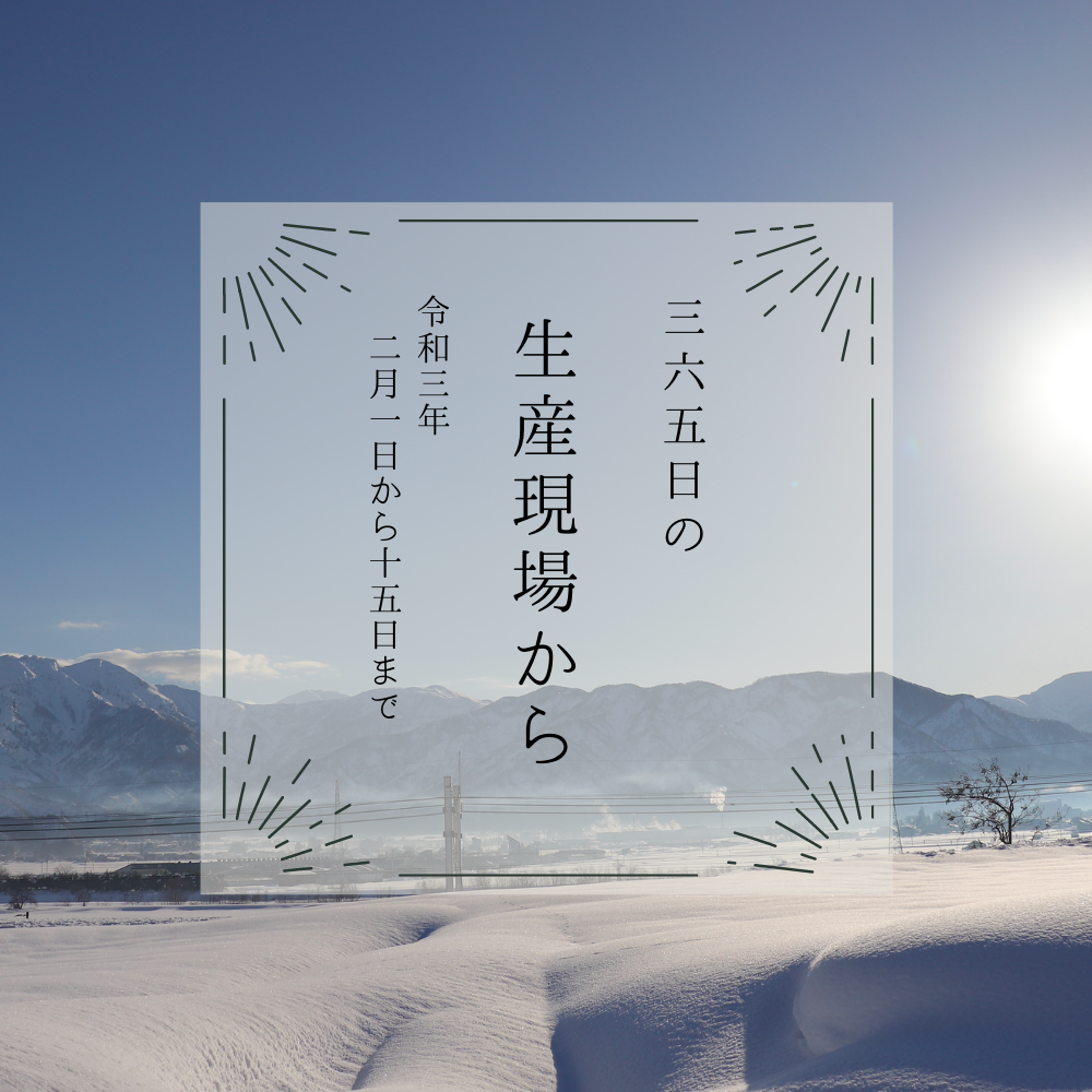 キャベツめっちゃ大きくなってる 2月上旬の生産現場から 農家漁師から産地直送の通販 ポケットマルシェ