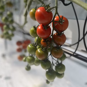 ⭐︎オススメNo.1⭐︎フルティカ糖度6以上！！皮が薄く美味しい♪