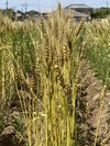 小麦の薄力粉5kg 桜島の恵み無農薬 無肥料 除草剤不使用